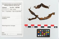 Foto von Rohhaut (NHMW-PRAE-125790)